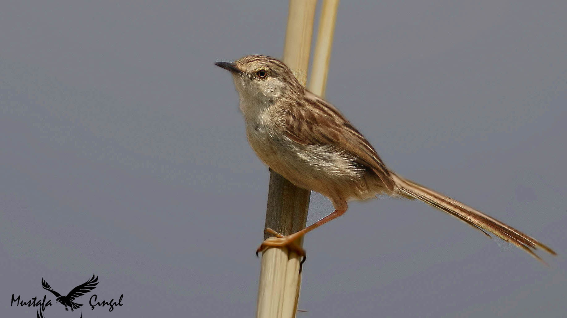 Graceful Prinia